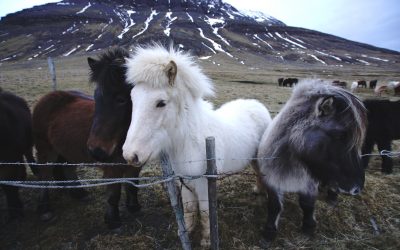 Weihnachten in Island – Christmas in Iceland